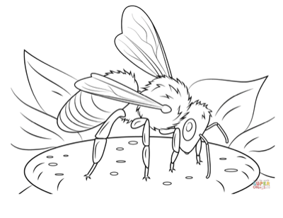 Honey Bee Coloring Page Graphic
